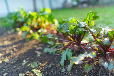 Beetroot with fresh leaves in vegetable garden. - HPIF32646