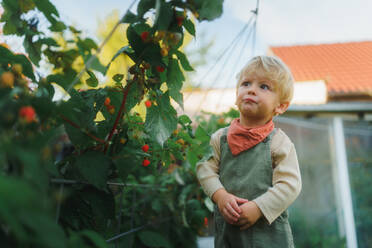 Happy little boy harvesting and eating raspberries outdoor in garden. - HPIF32653