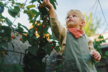 Happy little boy harvesting and eating raspberries outdoor in garden. - HPIF32654