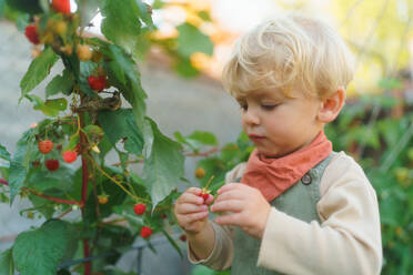 Happy little boy harvesting and eating raspberries outdoor in garden. - HPIF32655