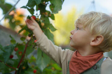 Happy little boy harvesting and eating raspberries outdoor in garden. - HPIF32657