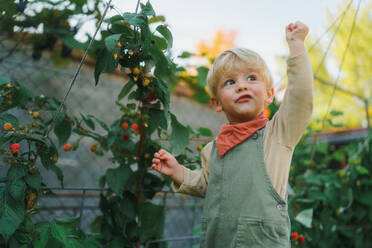 Happy little boy harvesting and eating raspberries outdoor in garden. - HPIF32659