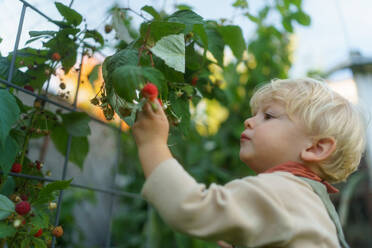 Happy little boy harvesting and eating raspberries outdoor in garden. - HPIF32661