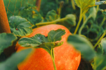 Close up of pumpkin growing outdoor in a garden. - HPIF32664