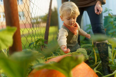 Little boy harvesting pumpkins in their garden. - HPIF32665