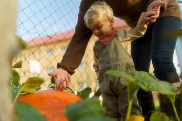 LIttle boy and his grandmother harvesting pumpkins in their garden. - HPIF32666