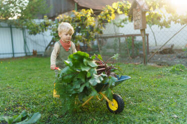 Little boy with a wheelbarrow working in garden during autumn day. - HPIF32668