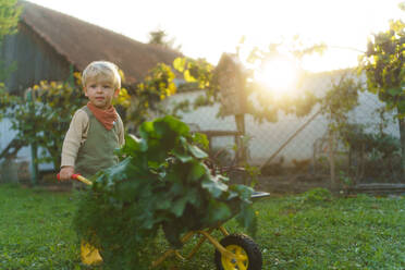 Little boy with a wheelbarrow working in garden during autumn day. - HPIF32669