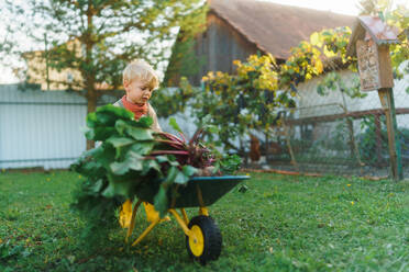 Little boy with a wheelbarrow full of vegetables working in garden in the village. - HPIF32670