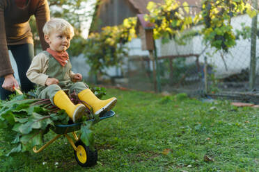 Little boy sitting at a wheelbarrow with harvest vegetable, having fun. - HPIF32671