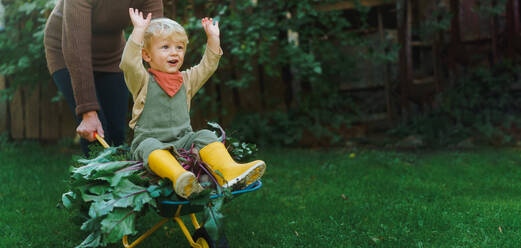 Little boy sitting at a wheelbarrow with harvest vegetable, having fun. - HPIF32673
