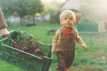 Little cute boy helping to care box of harvest vegetable, autumn season. - HPIF32677