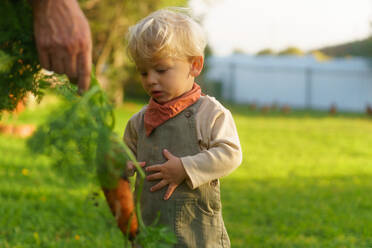 LIttle boy helping to harvest carrot in the garden. - HPIF32687