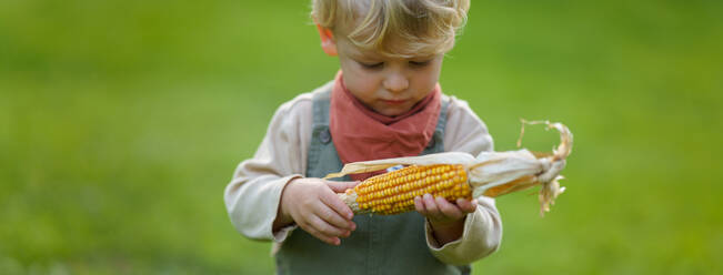 Portrait of little boy holding homegrown corn in the garden. - HPIF32692