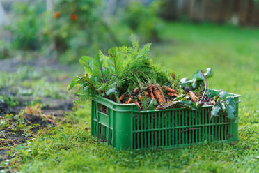 Harvest, carrots and beetroots in plastic box in the autumn garden. - HPIF32693