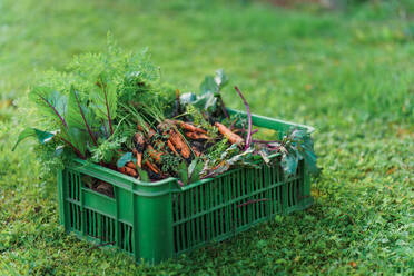 Harvest, carrots and beetroots in plastic box in the autumn garden. - HPIF32694