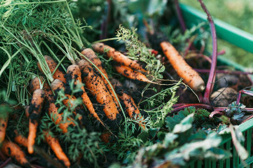 Close-up of carrots and beetroots in plastic box in the autumn garden. - HPIF32695