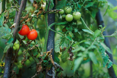 Close up of fresh tomatoes growing in the garden. - HPIF32696