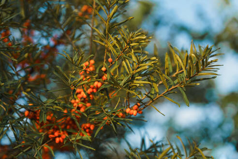 Close-up of a sea buckthorn twig at autumn. - HPIF32697