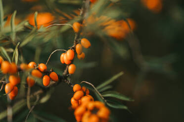 Close-up of a sea buckthorn twig at autumn. - HPIF32698