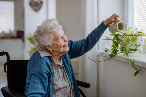 Ältere Frau beim Blumengießen in der Wohnung. - HPIF32876