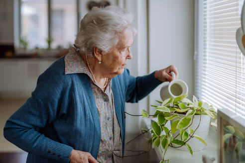 Ältere Frau beim Blumengießen in der Wohnung. - HPIF32878