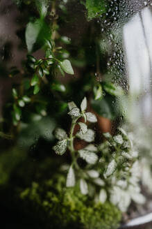 Close-up of a plant terrarium with a cork lid, showcasing petite plants thriving inside. The glass walls with droplets from water condensation. Concept of mini ecosystem. - HPIF32951