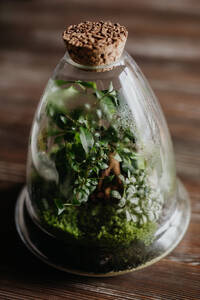 Close-up of a plant terrarium with a cork lid, showcasing petite plants thriving inside. The glass walls with droplets from water condensation. Concept of mini ecosystem. - HPIF32952