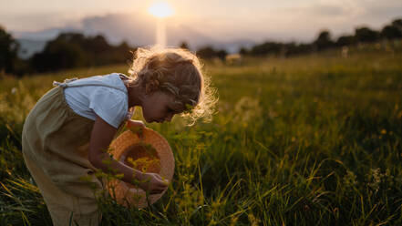 Side view of adorable little girl with straw hat standing in the middle of summer meadow. Child with curly blonde hair picking flowers during sunset. Kids spending summer with grandparents in the coutryside. - HPIF33414