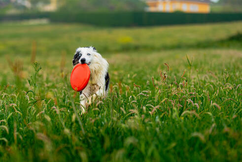 Blue merle border collie dog with blue eyes running happily in the field and playing frisby. Happy dog going for a walk and running. Domestic animals and pets. - ADSF50039