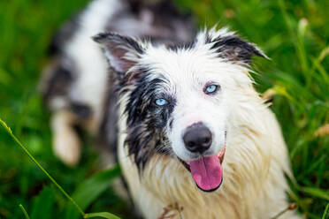 Head portrait of a border collie (blue merle) with blue eyes lying in the field with its mouth open. Walking dog. animals and pets. - ADSF50040