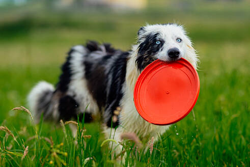 Blue merle border collie dog with blue eyes running happily in the field and playing frisby. Happy dog going for a walk and running. Domestic animals and pets. - ADSF50041