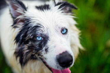 Head portrait of a border collie (blue merle) with blue eyes lying in the field with its mouth open. Walking dog. animals and pets. - ADSF50043