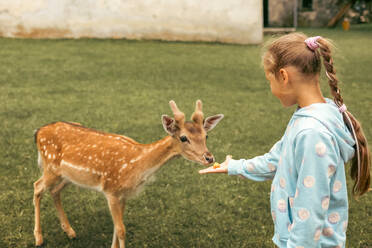 Kind füttert wilde Hirsche im Safaripark. Kleines Mädchen beobachtet Rentiere auf einem Bauernhof. Kind und Haustier. Familiensommerausflug in den zoologischen Garten. - ADSF50193