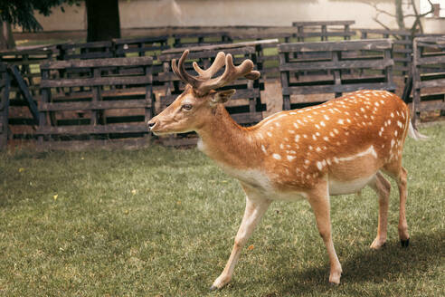 Portrair of young white-tailed deer with white spots standing in the grass in hot summer day. - ADSF50194