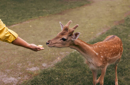 Deer eating food from hand at family petting zoo, close-up. . Holidays in national park next to wild animals - ADSF50195