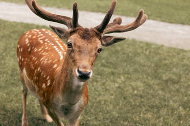 Head close-up of a fallow deer against green background - ADSF50196