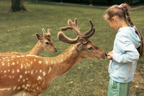 Kind füttert wilde Hirsche im Safaripark. Kleines Mädchen beobachtet Rentiere auf einem Bauernhof. Kind und Haustier. Familiensommerausflug in den zoologischen Garten. - ADSF50198