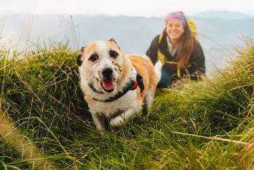 Dog without breed, friendly and happy walking through the mountains with his mountaineer owner. Woman hiker with her dog. travel with pet - ADSF50222
