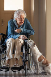 Ältere Frau im Rollstuhl genießt die Zeit mit ihrem kleinen Hund zu Hause. Hund als Begleiter, beste Freunde für Senioren. - HPIF34262