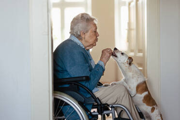 Eine ältere Frau im Rollstuhl genießt die Zeit mit ihrem kleinen Hund. - HPIF34263