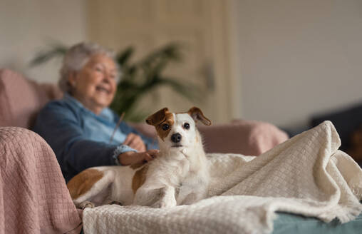 Senior woman enjoying time with her little dog at home. - HPIF34276