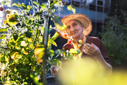 Porträt einer älteren Frau, die sich um Tomatenpflanzen im städtischen Garten kümmert. Ältere Frau, die reife Tomaten aus den Hochbeeten im Gemeinschaftsgarten ihres Wohnkomplexes pflückt. - HPIF34555