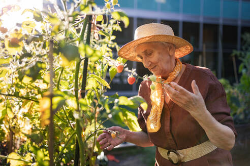 Porträt einer älteren Frau, die sich um Tomatenpflanzen im städtischen Garten kümmert. Ältere Frau, die reife Tomaten aus den Hochbeeten im Gemeinschaftsgarten ihres Wohnkomplexes pflückt. - HPIF34556