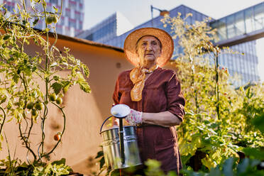 Porträt einer älteren Frau, die sich um Tomatenpflanzen im städtischen Garten kümmert. Ältere Frau gießt Tomaten in Hochbeeten im Gemeinschaftsgarten in ihrem Wohnkomplex. - HPIF34559