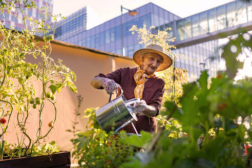 Porträt einer älteren Frau, die sich um Tomatenpflanzen im städtischen Garten kümmert. Ältere Frau gießt Tomaten in Hochbeeten im Gemeinschaftsgarten in ihrem Wohnkomplex. - HPIF34560