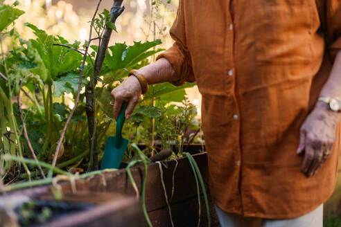 Nahaufnahme einer Frau, die sich um eine Zucchinipflanze im städtischen Garten kümmert. Ältere Frau gräbt Erde in Hochbeeten im Gemeinschaftsgarten in ihrem Wohnkomplex. - HPIF34562