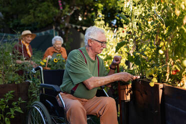 Porträt von älteren Freunden, die sich um Gemüsepflanzen in einem städtischen Garten kümmern. Rentner, die gemeinsam im Gemeinschaftsgarten ihrer Wohnanlage gärtnern. Bewohner eines Pflegeheims bei der Gartenarbeit im Freien. - HPIF34564