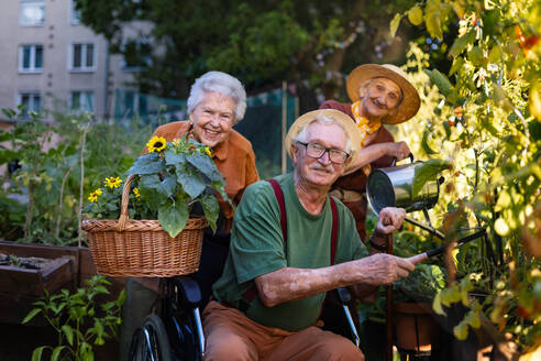 Porträt von älteren Freunden, die sich um Gemüsepflanzen in einem städtischen Garten kümmern. Rentner, die gemeinsam im Gemeinschaftsgarten ihrer Wohnanlage gärtnern. Bewohner eines Pflegeheims bei der Gartenarbeit im Freien. - HPIF34566