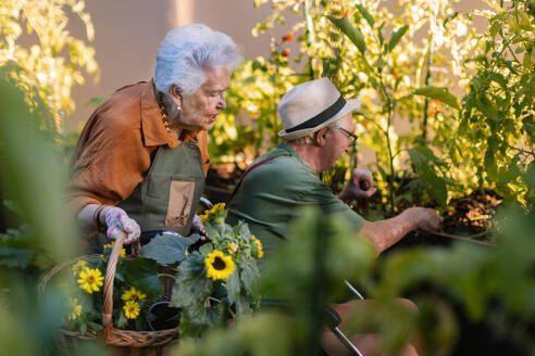 Porträt von älteren Freunden, die sich um Gemüsepflanzen in einem städtischen Garten kümmern. Rentner, die gemeinsam im Gemeinschaftsgarten ihrer Wohnanlage gärtnern. Bewohner eines Pflegeheims bei der Gartenarbeit im Freien. - HPIF34568